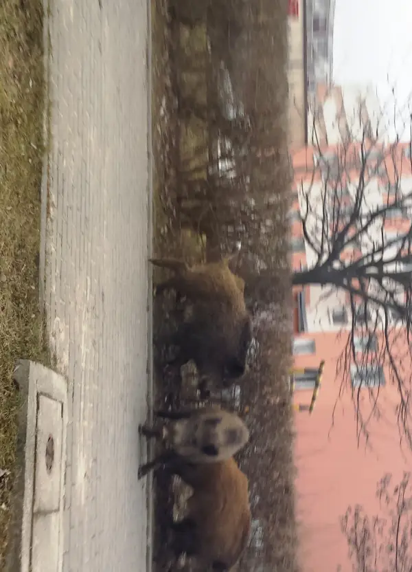 Co robić, gdy dziki na osiedlu zagrażają bezpieczeństwu?